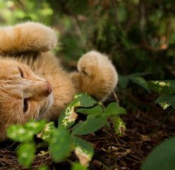 cat relaxing in the nature