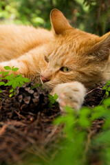 cat relaxing in the nature