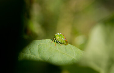 Buffalo treehopper climbing a leaf