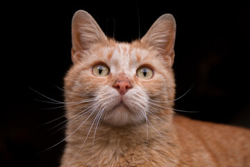 cat looking into the distance