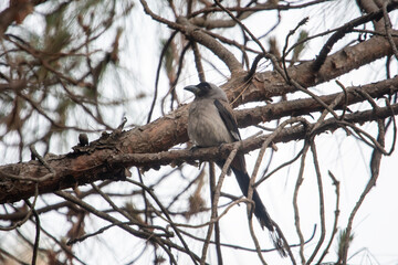 grey treepie or Dendrocitta formosae or Himalayan treepie,in Binsar, India