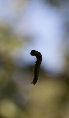 box tree moth, haning, pupating, green