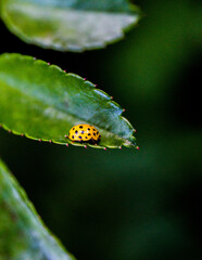 yellow, ladybug, leaf, green, background, macro