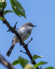 grey-breasted prinia or Prinia hodgsonii in Binsar, Uttarakhand, India