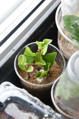 Shrubs or bushes branches propagation in box with sand with spraying. Free garden plants DIY how to propagate garden plants from cuttings