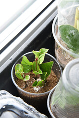 Shrubs or bushes branches propagation in box with sand with spraying. Free garden plants DIY how to propagate garden plants from cuttings