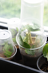 Shrubs or bushes branches propagation in box with sand with spraying. Free garden plants DIY how to propagate garden plants from cuttings