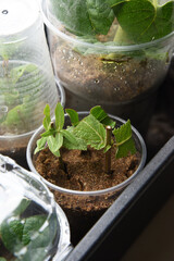 Shrubs or bushes branches propagation in box with sand with spraying. Free garden plants DIY how to propagate garden plants from cuttings