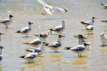 Photo of a group of waterbirds inhabiting the lake