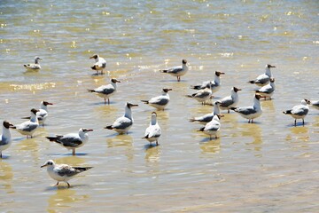 Photo of a group of waterbirds inhabiting the lake