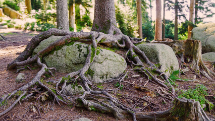 Roots of a tree covered a big rock