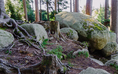 Mossy rocks in the forest
