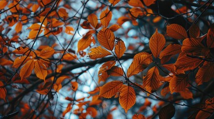 Autumn hues Leaves in orange on park tree branches
