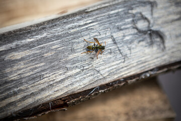 Macro photo of a wasp on wood