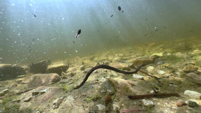 Horse leech (Haemopis sanguisuga) swimming in a pond. Underwater footage in the wild, Estonia.