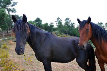 horse