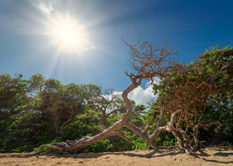 A sunny day at the Oahu turtle beach bay with nature sand and rough lava rock north shore coastline