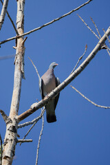 The Common Wood Pigeon (Columba palumbus) is a widespread bird species found across Europe and Asia, known for its gentle cooing call and distinctive white markings on its neck.