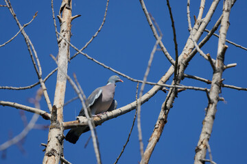 The Common Wood Pigeon (Columba palumbus) is a widespread bird species found across Europe and Asia, known for its gentle cooing call and distinctive white markings on its neck.
