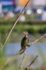 Cormorants on tree branches at a lake.