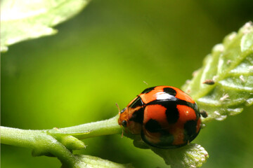 Macro photograph of a red and black ladybug perched on a green leaf, bathed in sunlight within a vibrant natural setting. Suitable for text, story and quotes background