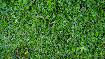 Lush Green Leaves Forming a Natural Carpet Texture