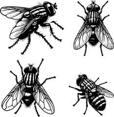 set of fly