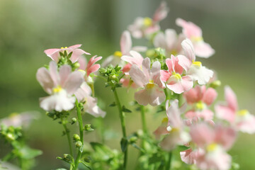 pink flowers in the garden