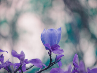 nature background with color shifts