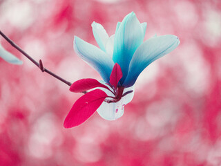 nature background with color shifts