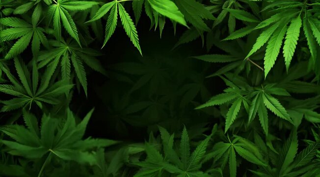 Close-up view of green cannabis leaves forming a dense pattern