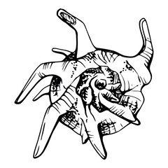 Marine life, sea ocean underwater creatures fish, shells algae seaweed, Ink and pen sketch hand drawn. Single object illustration, stylized, isolated on white. Zoo shop, aquarium, cosmetics, resort