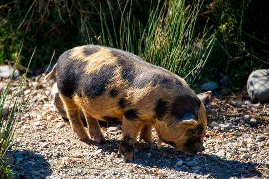 Kunekune Pig in Deer Park Heights - New Zealand