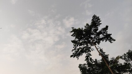 a serene sky with wispy white clouds drifting through a soft blue expanse. 