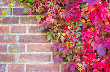 colorful autumn leaves on brick wall - autumn background