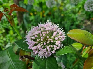 Stunning Display: Blooming Allium in Full Glory
