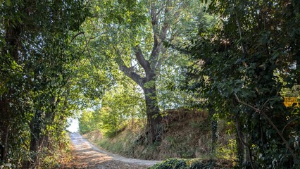 Strada rurale a Trecastelli