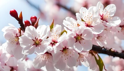 Fototapeta premium Isolated Close Up Sakura Cherry Blossom Flowers On White Background