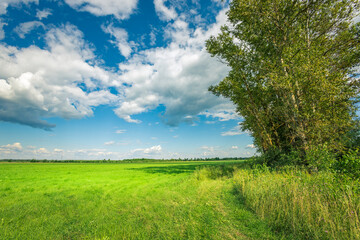 A large tree stands in a field of grass