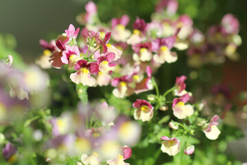 pink and white flowers