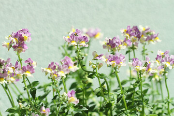 Obraz premium purple flowers on green background