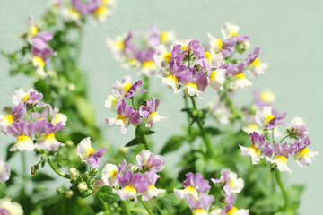 purple flowers in the garden