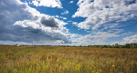 Obraz premium Golden grasses sway gently while fluffy clouds dance across a brilliant blue sky, revealing a peaceful meadow in mid-afternoon splendor.