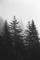 Mystischer Wald im Nebel
