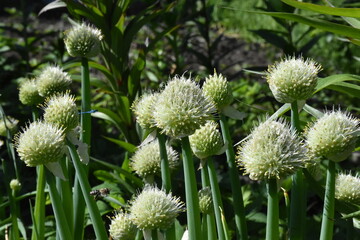 Nature’s Artistry: Blooming Onion in Full Bloom

