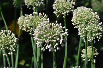 Stunning Display: Blooming Allium in Full Glory
