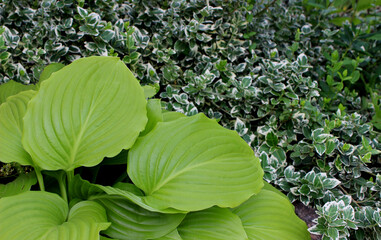 Gardening Decorative Plants With Small And Large Juicy Green Leaves Texture Background
