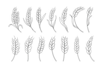 Hand Drawn Wheat Illustration