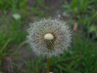 Whispers of Nature: Fluffy Dandelion in the garden