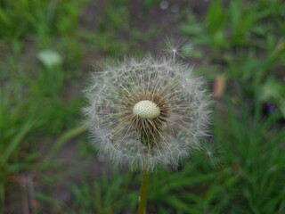 Whispers of Nature: Fluffy Dandelion in the garden